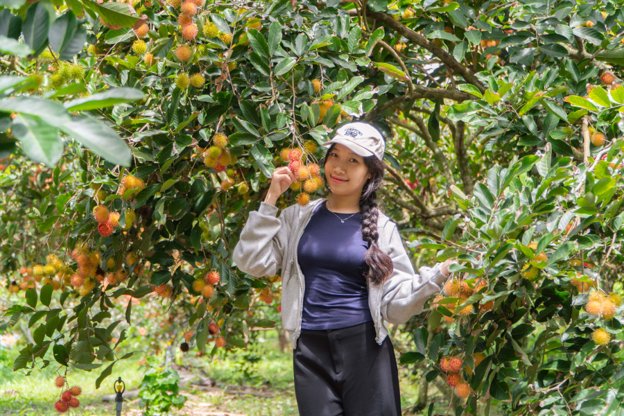 THAM QUAN VƯỜN TRÁI CÂY THEO MÙA TẠI MỸ KHÁNH