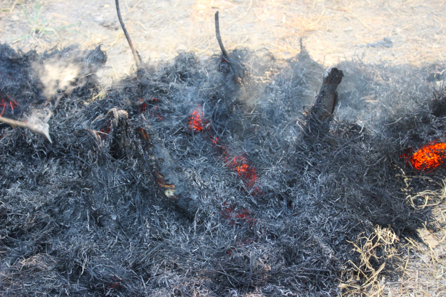 TÁT MƯƠNG BẮT CÁ (MS010)