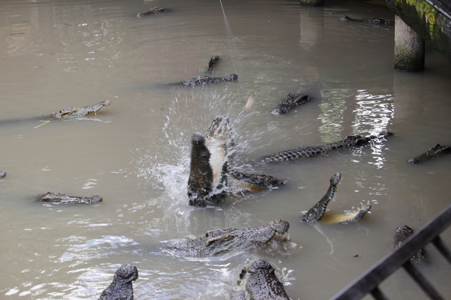 CROCODILE FISHING EXPERIENCE