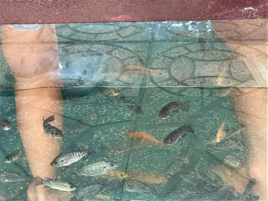 RELAXING FISH MASSAGE