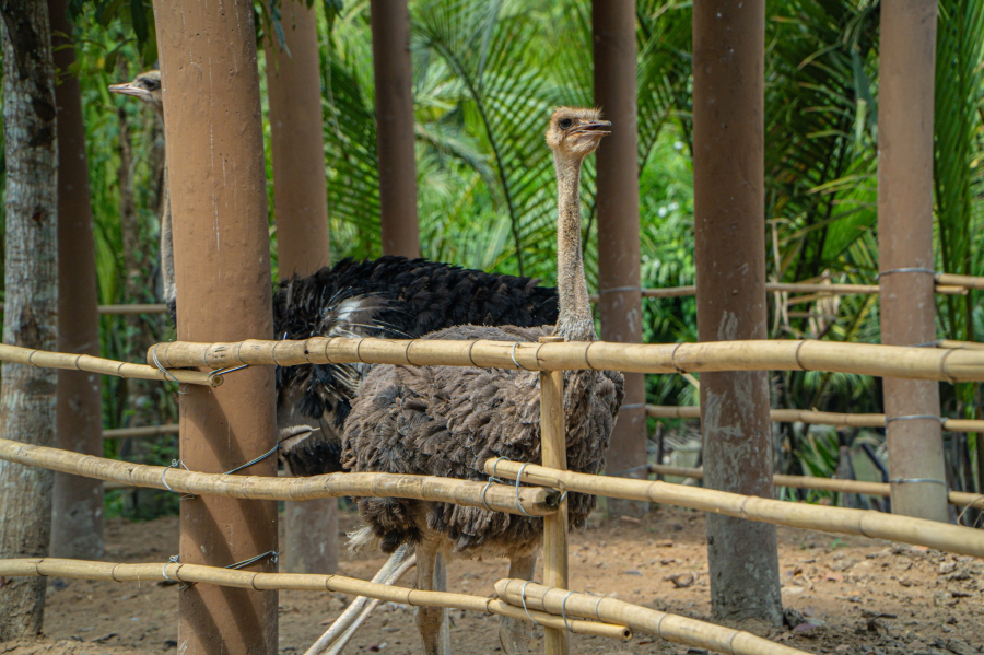 VƯỜN THÚ HOANG DÃ