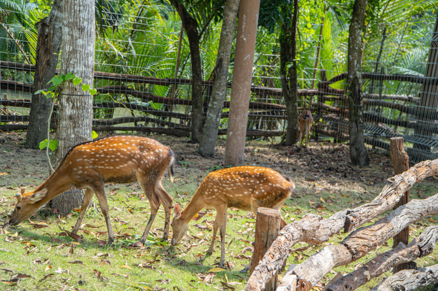 VƯỜN THÚ HOANG DÃ
