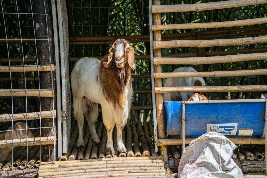 VƯỜN THÚ HOANG DÃ